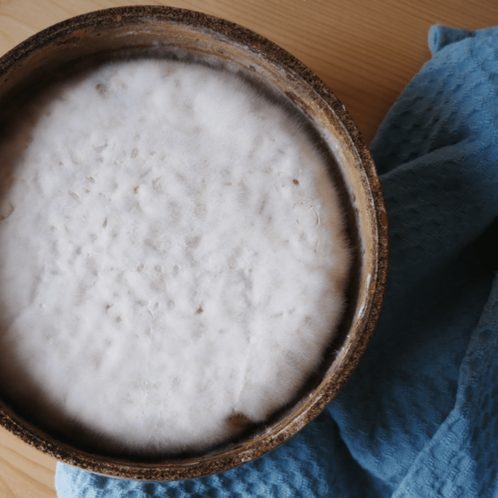 Madame Ferment Tempeh Starter 100 bio fabriqué en France