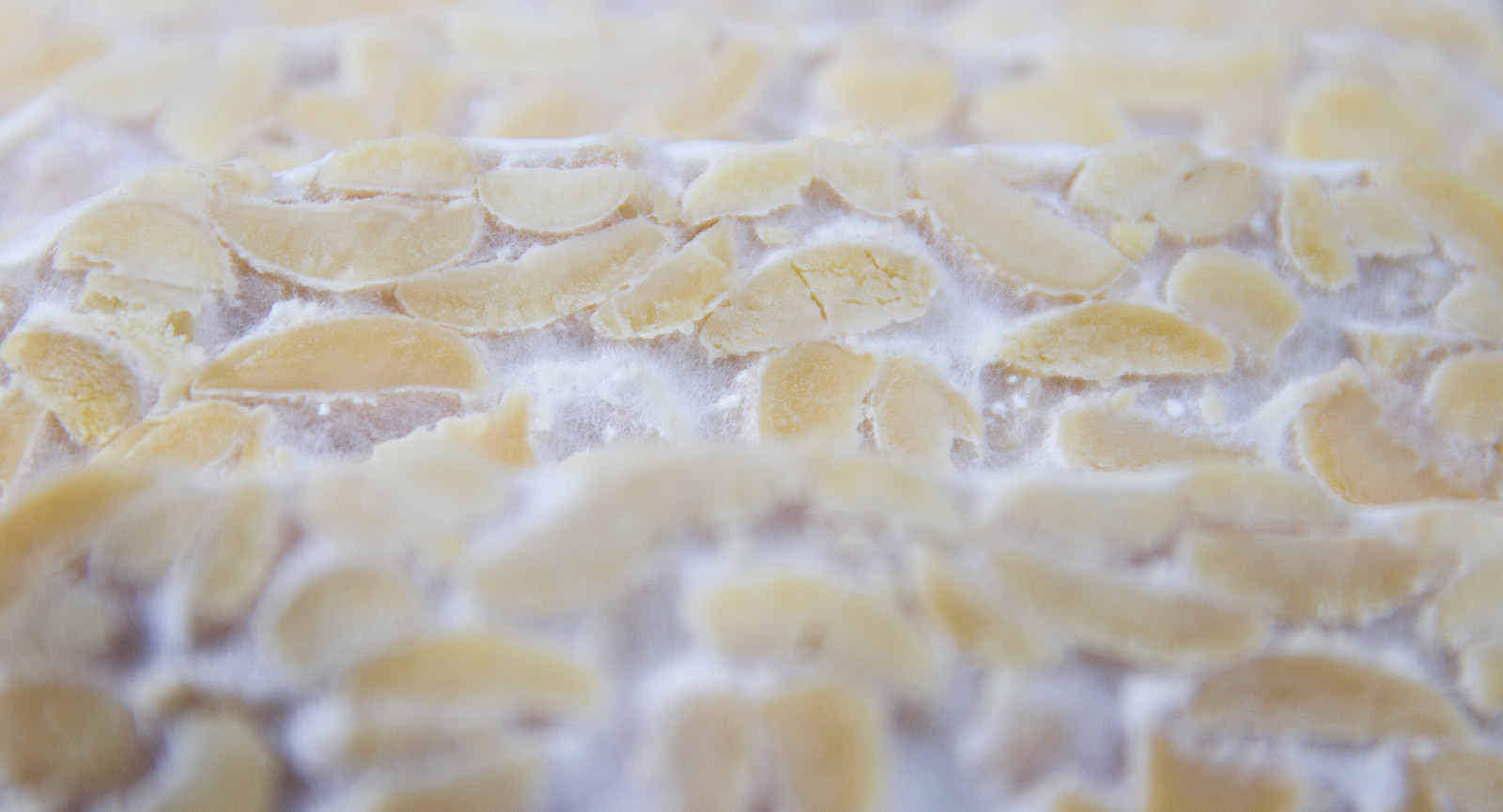 Madame Ferment Tempeh Starter 100 bio fabriqué en France